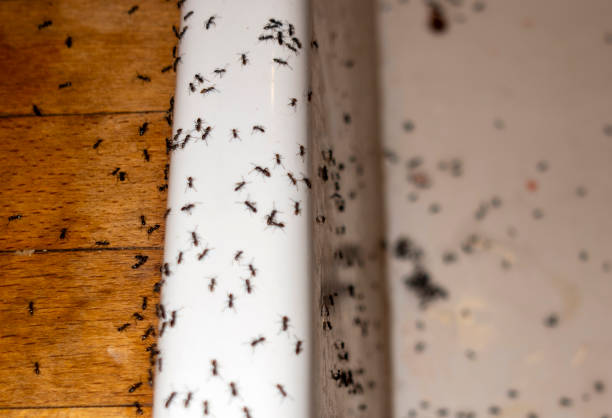 Wasp Removal Services in Wathena, KS
