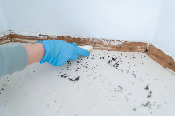 Reliable Wathena, KS Pest Control Solutions